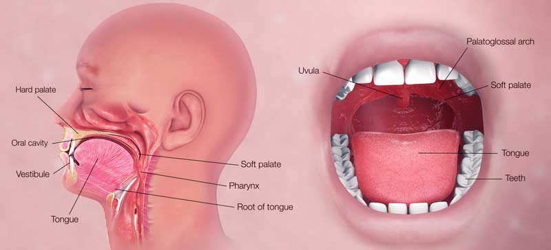 Oral Cavity and Throat Care Clinic in Khar
